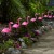 3x Lampa Ogrodowa LED SOLARNA Wbijana FLAMINGI Zewnętrzna SuperLED