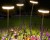 4x Lampa solarna LED wbijana ogrodowa Grzybki Świetlne solarne LED